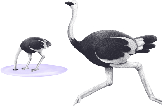 a black and white coloured ostrich