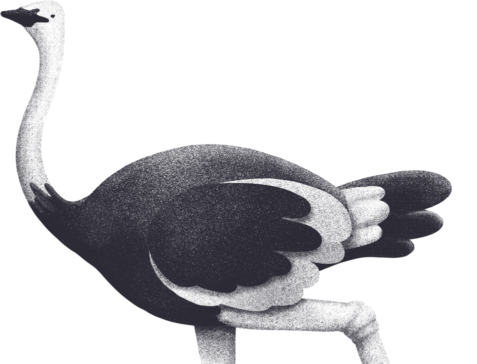 a black and white coloured ostrich