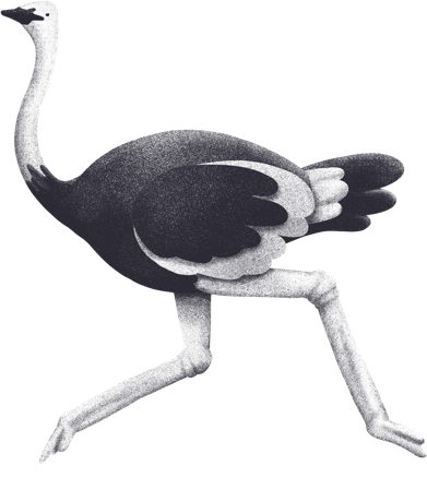 a black and white coloured ostrich